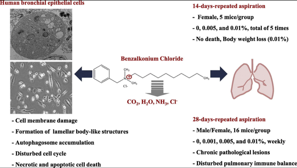 ⓒ출처: '독성학과 응용약물학(Toxicology and Applied Pharmacology)에 실린 박은정 교수팀의  '염화 벤잘코늄에 노출된 후 폐 염증 및 세포 반응: 폐 계면활성제 항상성 중단의 잠재적 영향' 연구보고서에 실린 이미지