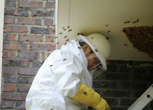 ⓒ주택에 있는 벌집제거작업 모습
