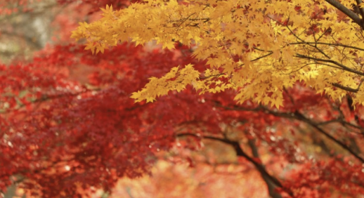 ⓒ11월 중 가을 모습,, 건조수치가 올라가 화재에 취약하다(본 기사 내용과는 무관)