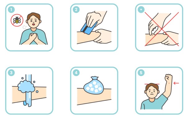 벌 쏘임 시 응급 처치 가이드 ⓒ 소방청 