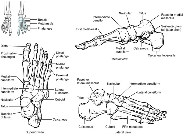 ⓒ Foot Anatomy, Wikimedia Commons.