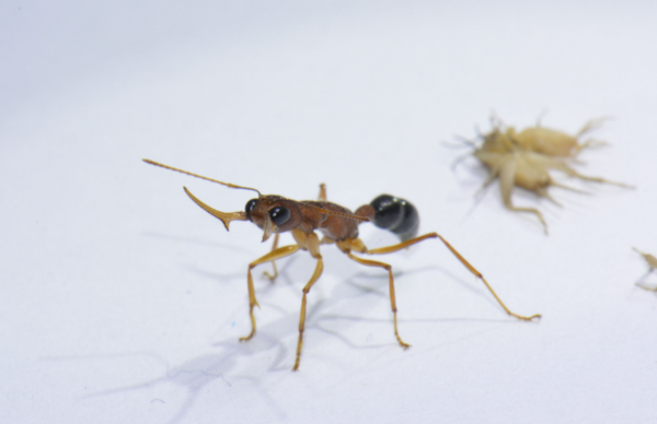 ⓒ먹이를 사냥한 인도점프개미가 카메라를 보고 턱을 벌려 위협적인 행동을 하고 있다. 사진의 일개미는 알을 낳지 못하지만 여왕개미가 사라지면 단백질 하나만 바꿔 그 자리에 오를 수 있다./출처- 미 펜실베이니아대